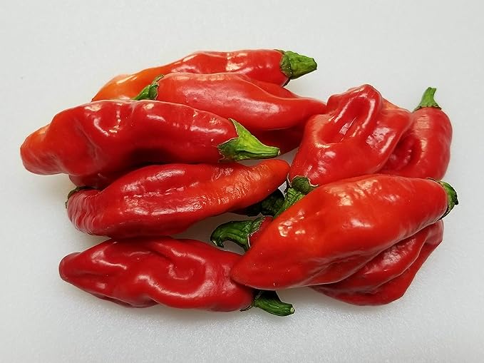 Trinidad Pimento Capsicum chinense for planting in garden