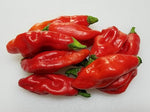 Trinidad Pimento Capsicum chinense for planting in garden