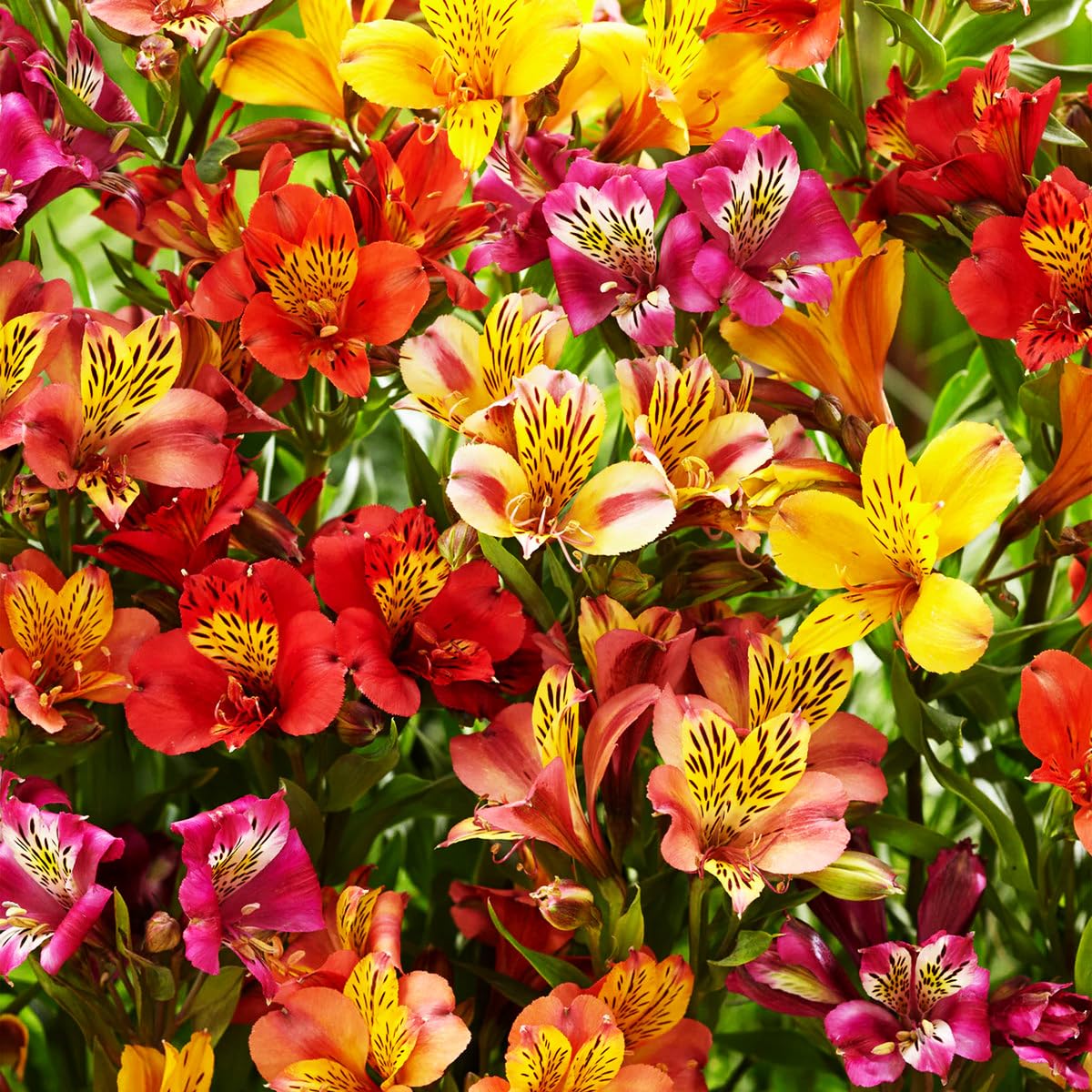Alstroemeria Aurantiaca Seeds - Heirloom Non-GMO Planting Flower Seeds seeds for planting in home garden