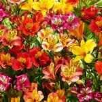 Alstroemeria Aurantiaca Seeds - Heirloom Non-GMO Planting Flower Seeds seeds for planting in home garden