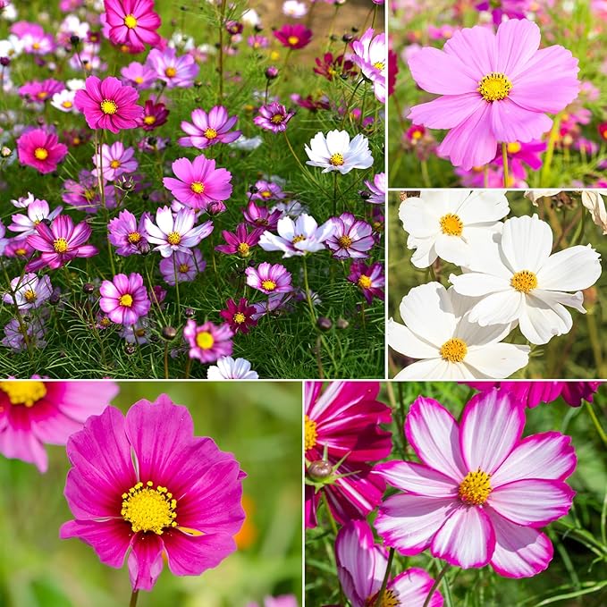 Cosmos Flower Cosmos bipinnatus Seeds for Planting in Flower Bed & Urban Garden