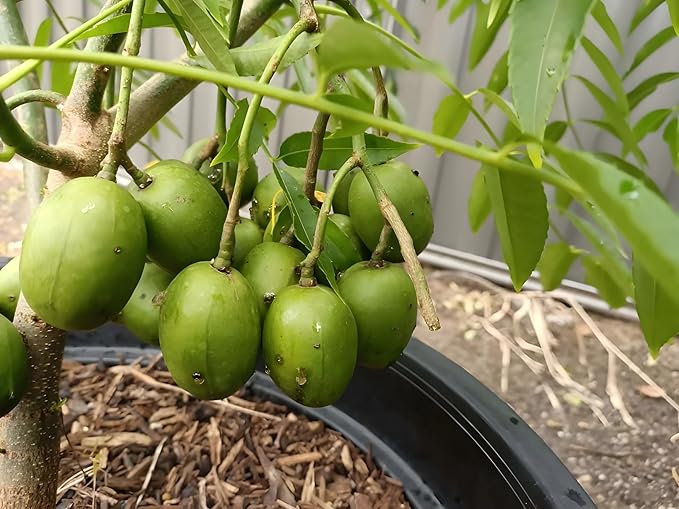 Umari (Spondias mombin) - Yellow Mombin, Hog Plum