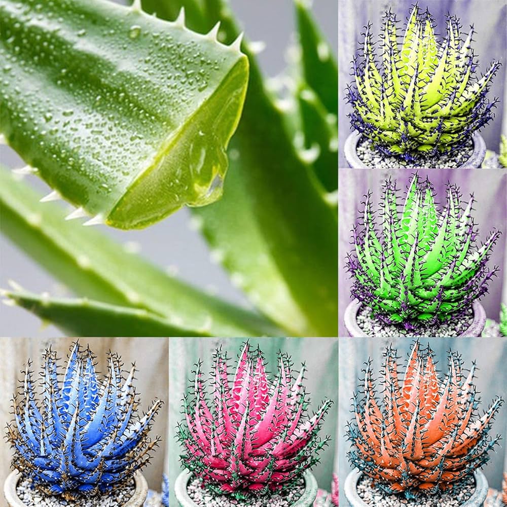 Fresh Edible Aloe Vera Plant Seeds for Planting SkyBlue
