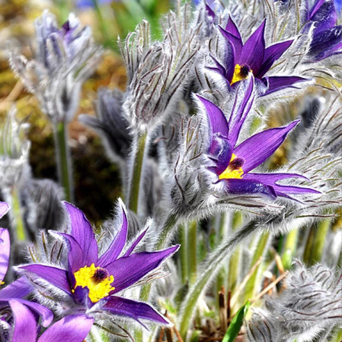 Violet Pulsatilla Flower Seeds for Planting, 100 pcs for planting in your garden.