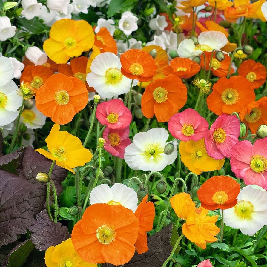 Iceland Poppy Seeds - Champagne Bubbles Mixed