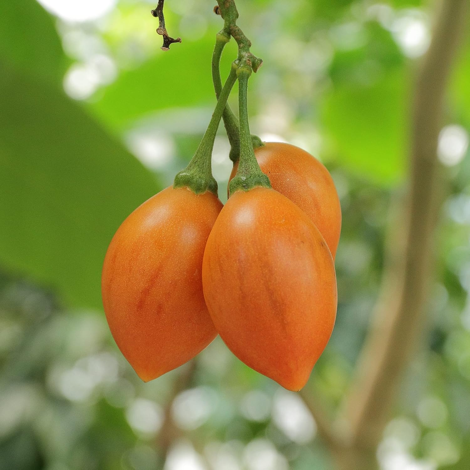 Solanum Betaceum Seeds