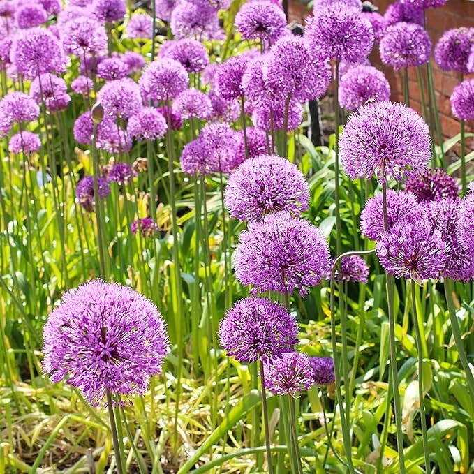 Allium giganteum Flowering Seeds For Planting in vertical garden or home landscape designs