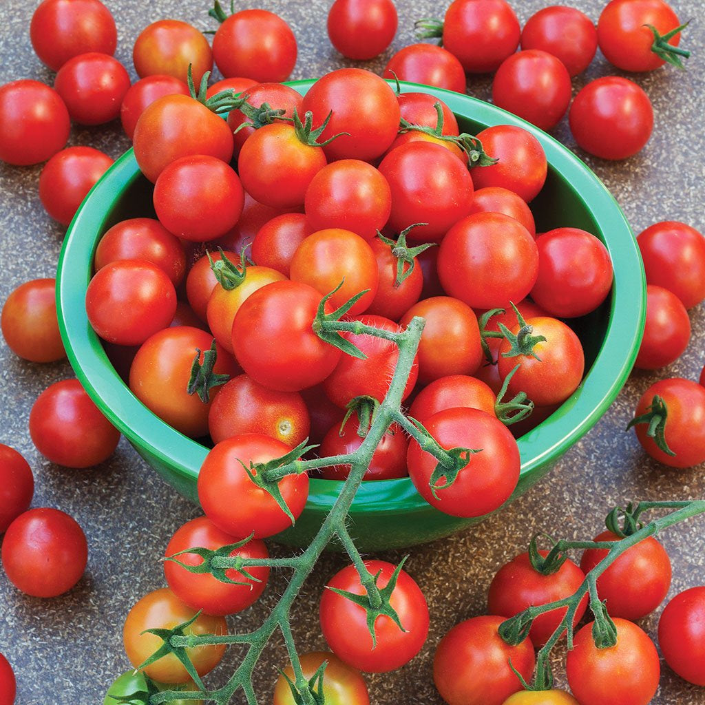Huge Tomato Seeds for Planting Dark Red