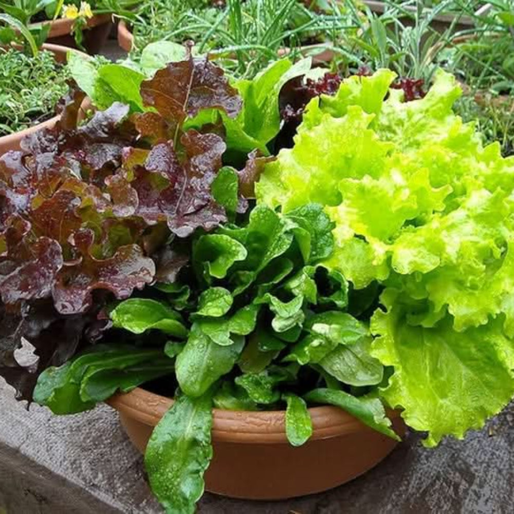 Mixed Lettuce Vegetable Seeds for Planting, heirloom & Non-GMO Seeds
