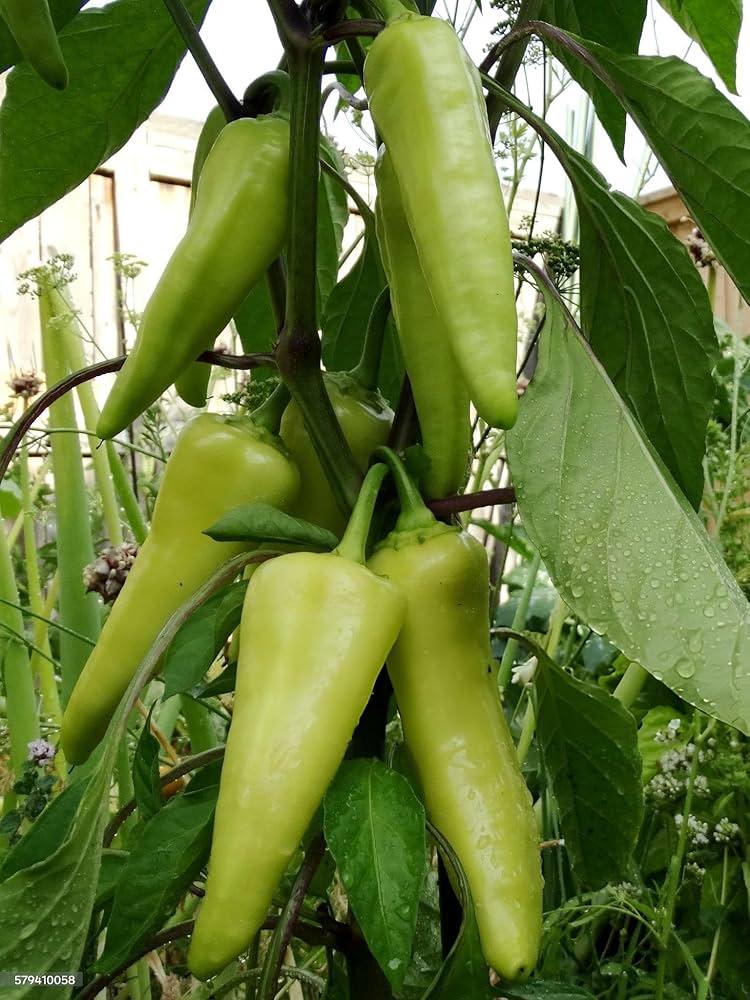 Paprika Annuum Pepper Seeds Capsicum annuum for Planting in Vegetable Patch