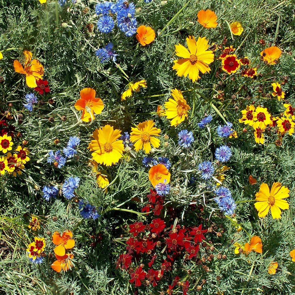 Florida & Gulf Coast Wildflower Seeds for planting in garden