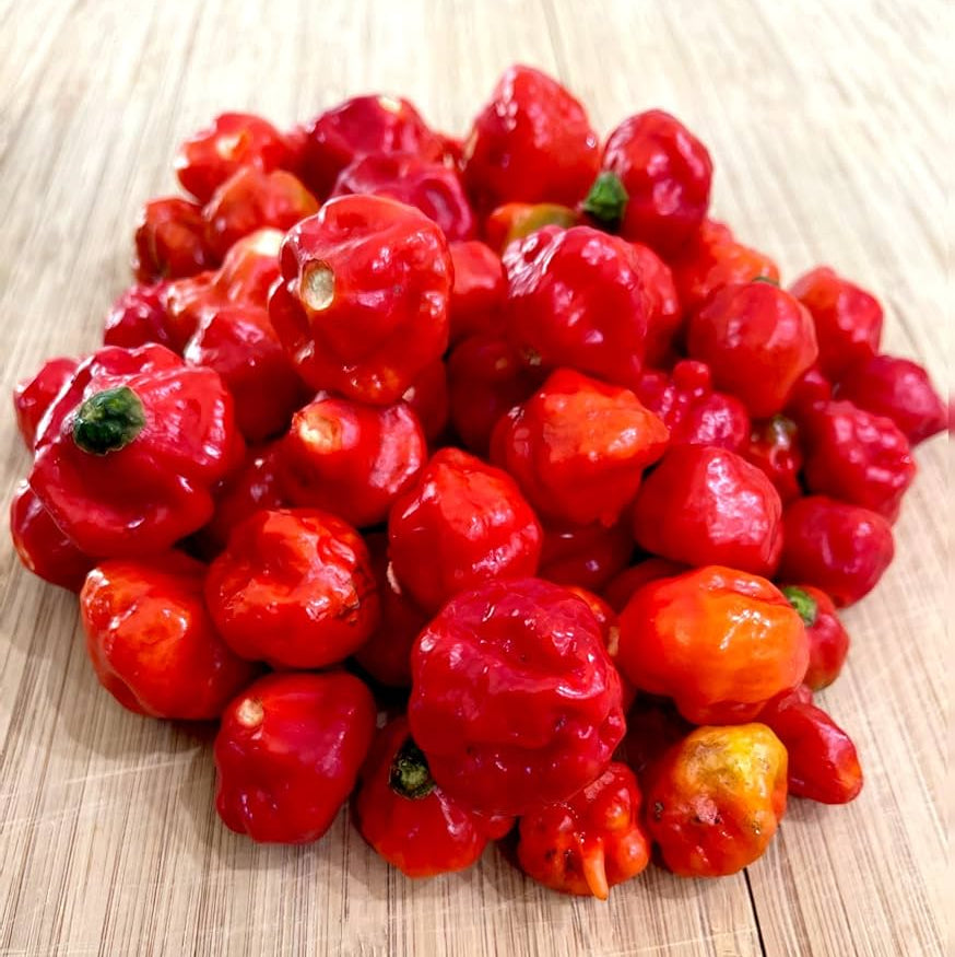 Non-GMO heirloom Cachucha pepper seeds for home gardening