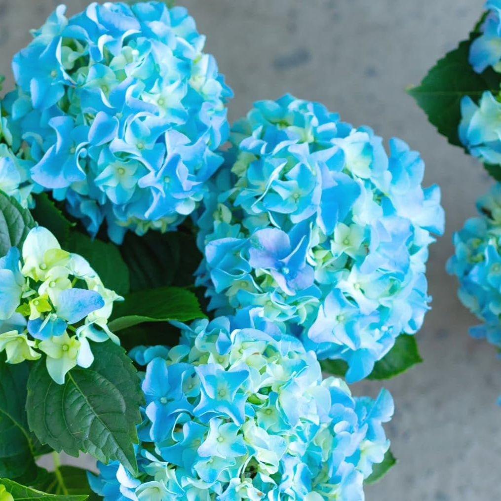 hydrangea seeds from flower Heirloom Sea Blue Hydrangea Flower Seeds, Non-GMO Vibrant Blooms for  Planting