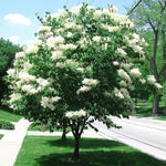 Japanese Lilac Tree Syringa Seeds