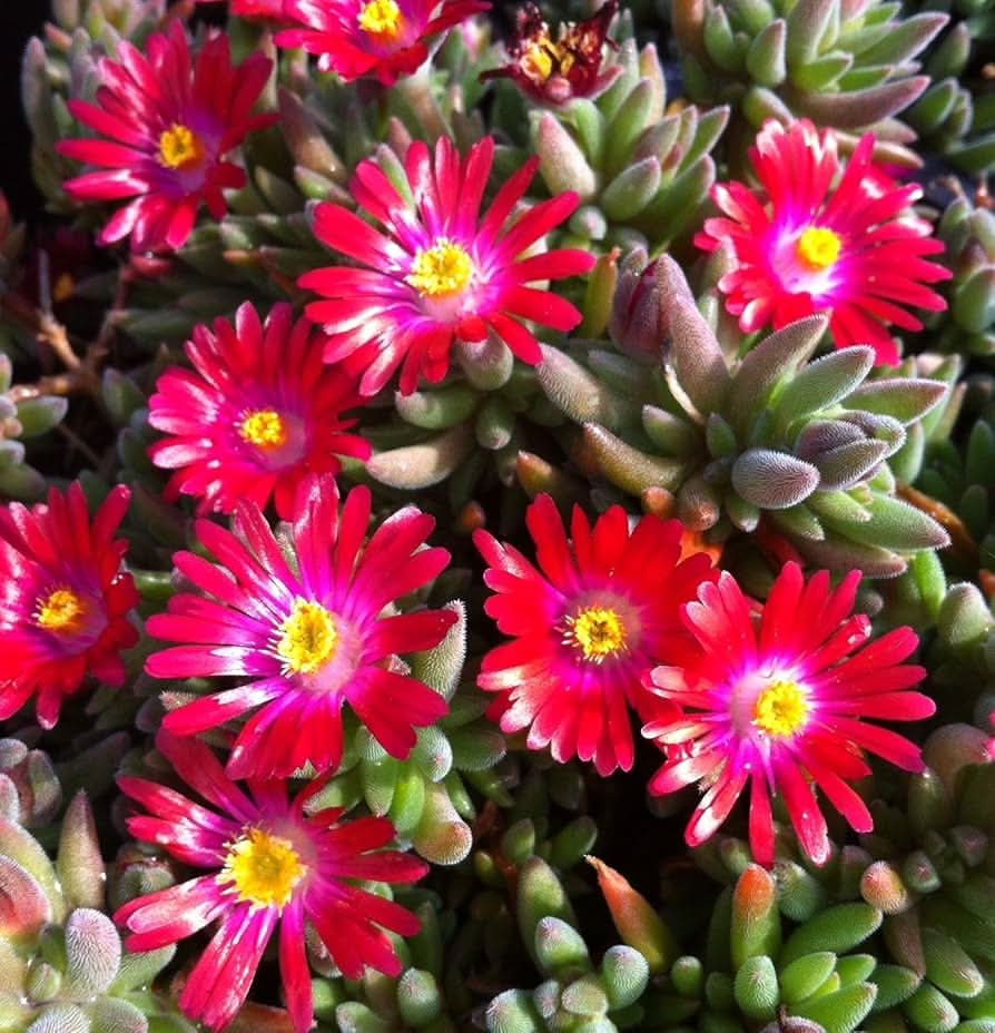 Heirloom Non-GMO Delosperma Carmine Red Flower Seeds for Planting – Hardy Succulent Garden Blooms - Non-GMO for planting in home garden