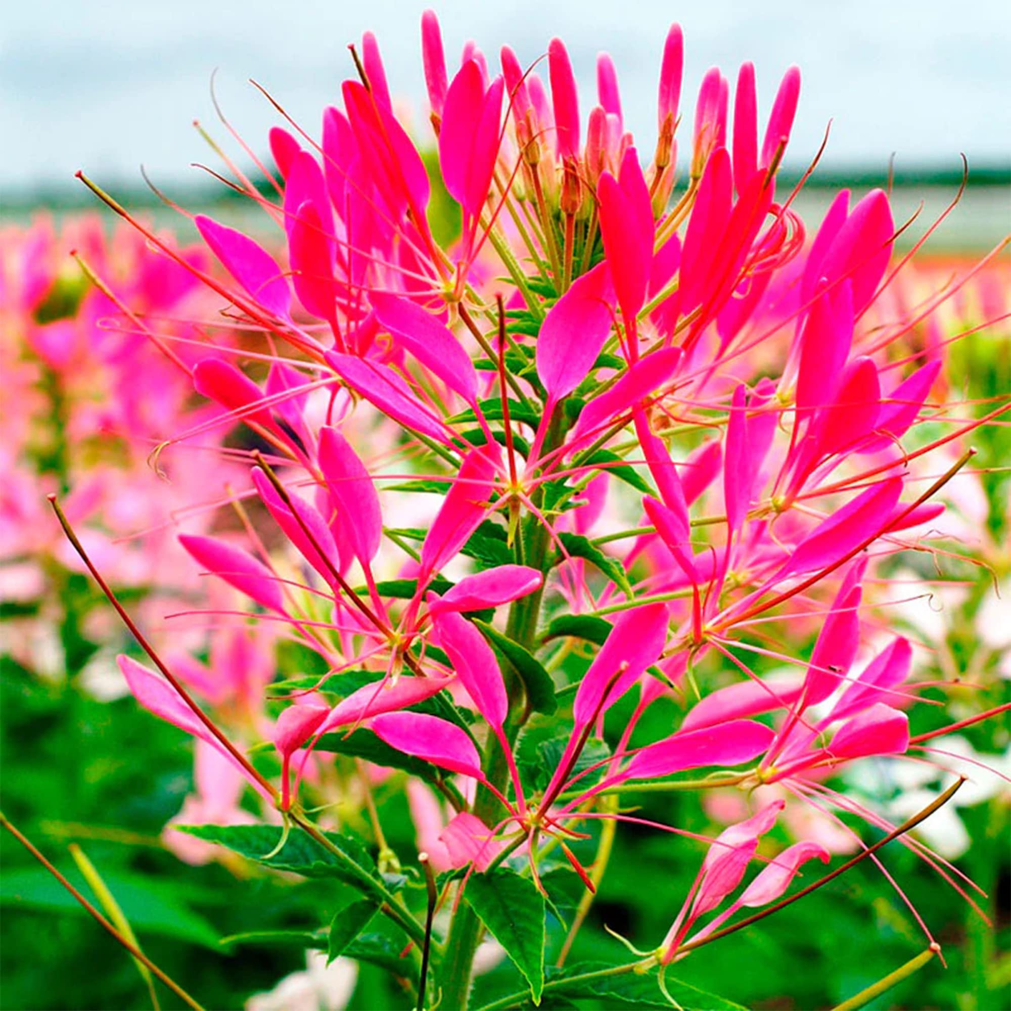 Cleome Rose Queen Spider Flower Seeds Pink – Dharaseeds