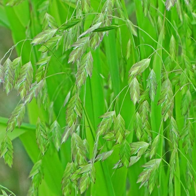Chasmanthium Latifolium Grass Seeds for Planting in Garden
