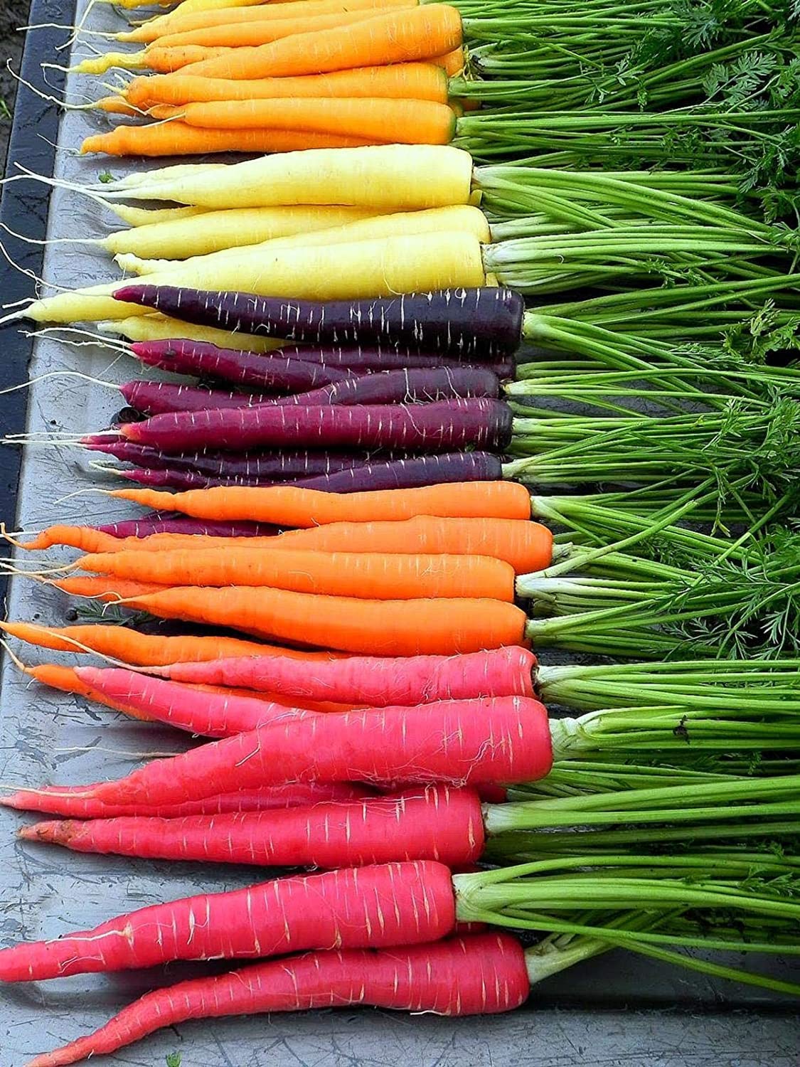 Carrot Daucus Carota Rainbow Blend Vegetable Seeds for Planting – Colorful Variety for Kitchen Garden and Kids Gardening