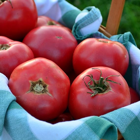Organic Heirloom Tomato Solanum lycopersicum for planting in organic garden