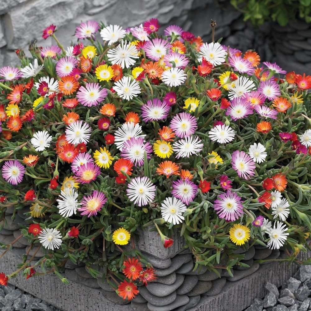 Dorotheanthus Bellidiformis Ice Plant Flower Seeds for Planting – Home & Ground Cover Gardens