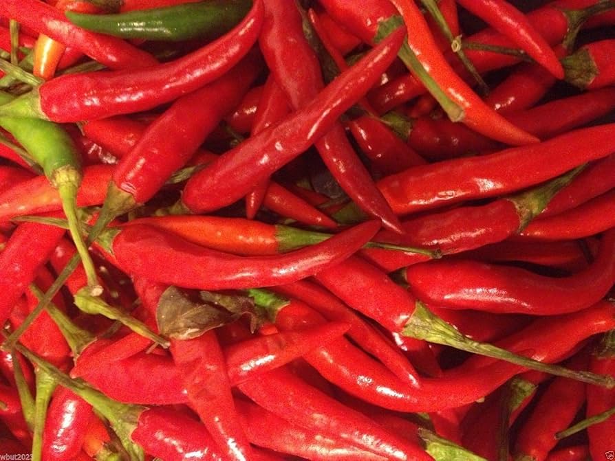 Hanoi Red Chili (Capsicum annuum) seeds for medium heat Vietnamese chili growing