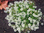 Reale Tappeto Alyssum Lobularia maritima Seeds for planting in flower bed