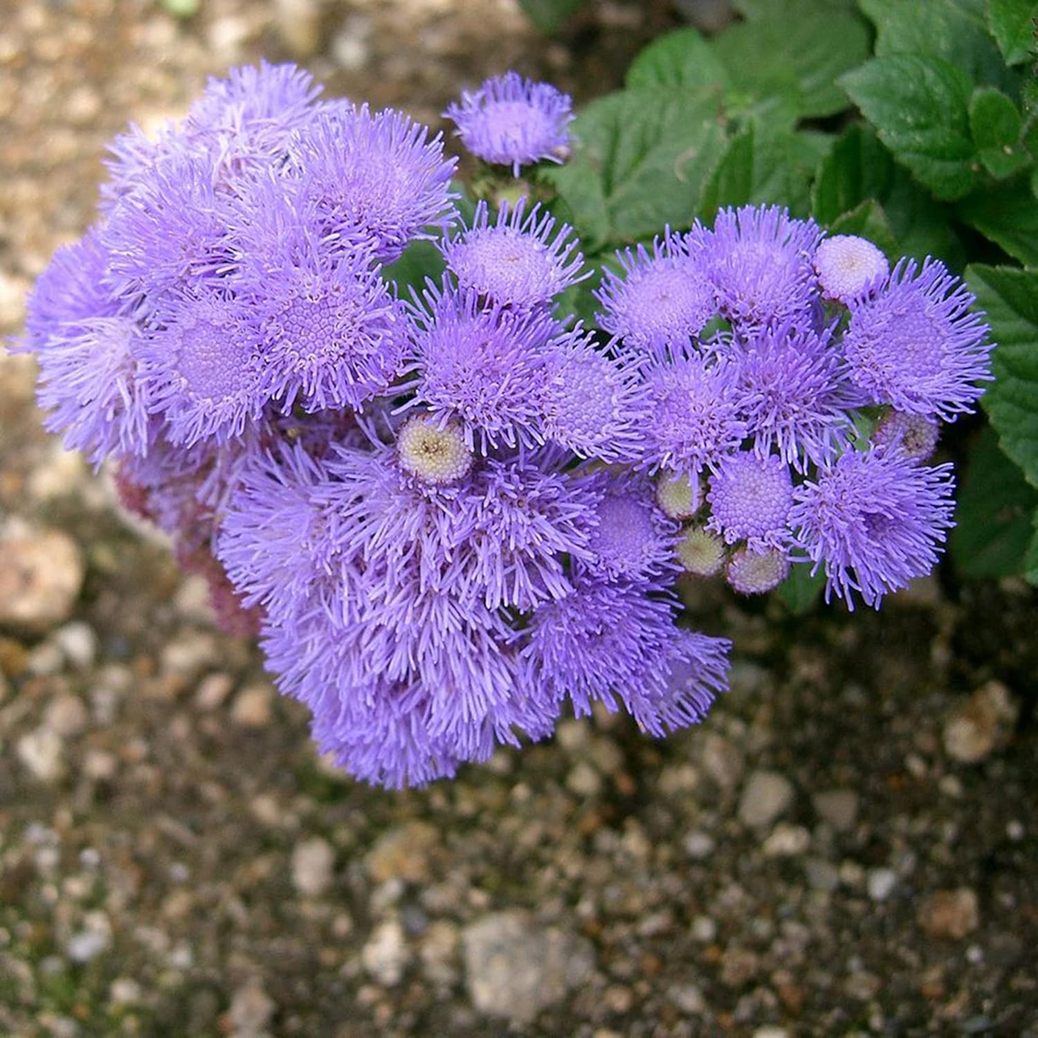 Blue Mistflower Seeds