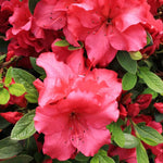 Heirloom Red Azalea Rhododendron Flower Seeds for Planting – Non-GMO Garden Seeds Dhara Seeds