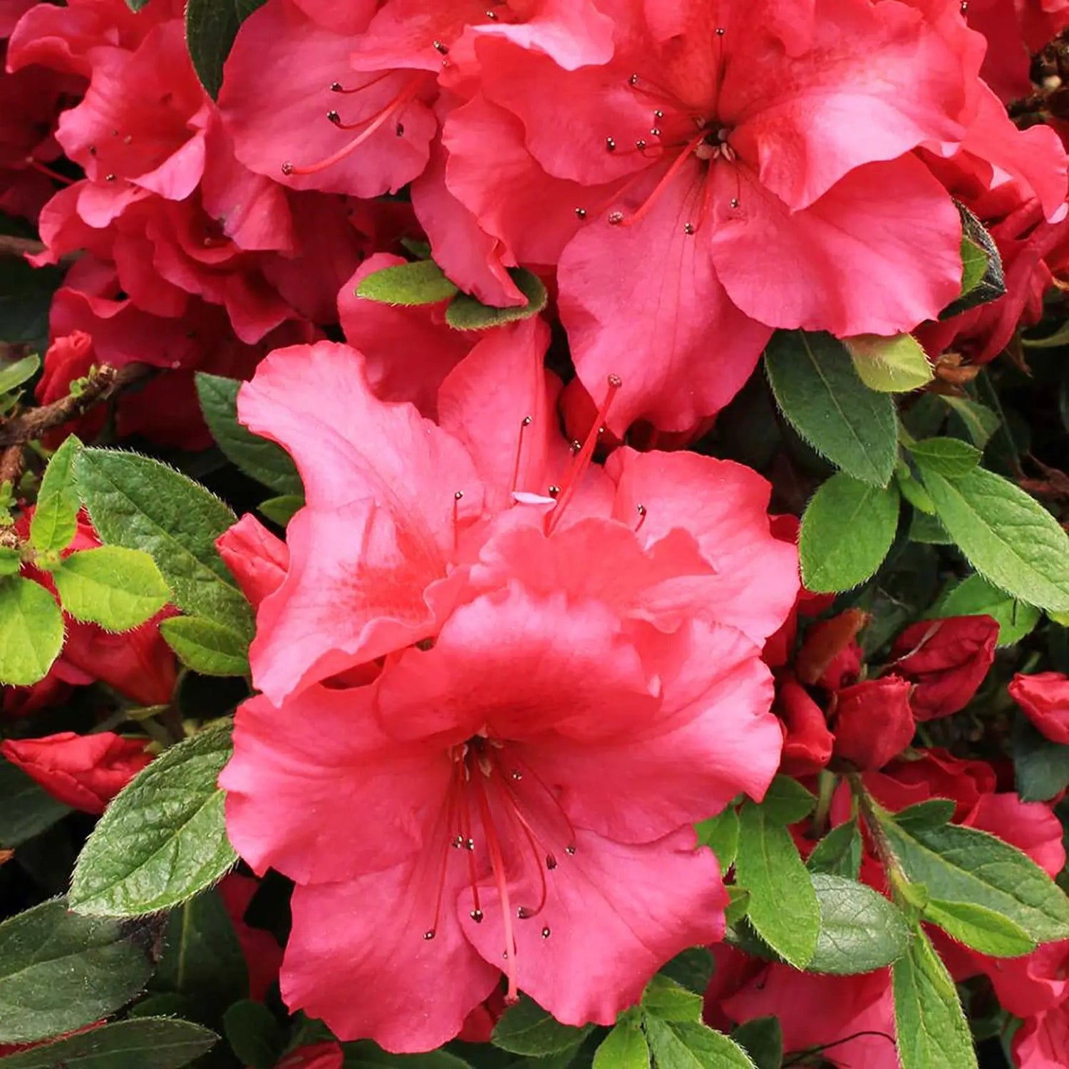 Heirloom Red Azalea Rhododendron Flower Seeds for Planting – Non-GMO Garden Seeds for planting in home garden