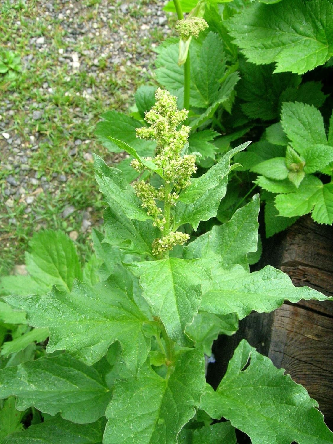 King Henry Plant Seeds for Planting - 100 seeds for planting in home garden