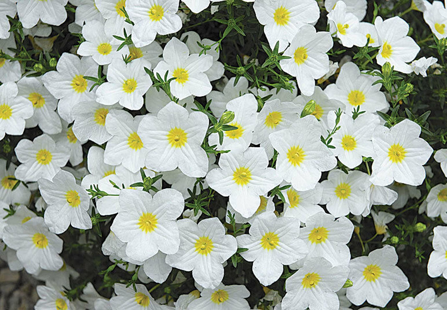 Cupflower Seeds (White Robe, Nierembergia Hippomanica) Seeds
