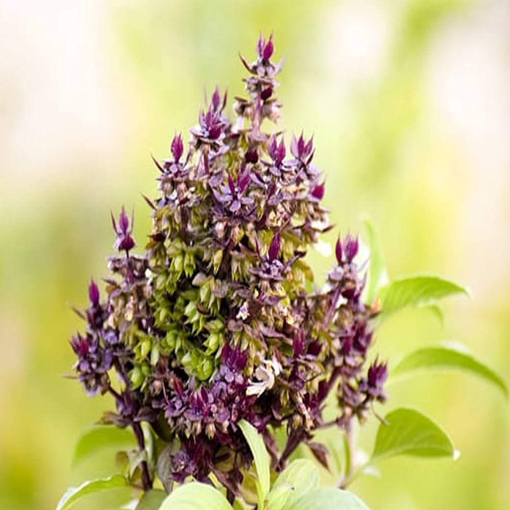 Thai Holy Basil Seeds - Seeds per Pack - Organic Ocimum Sanctum L. for Herb Gardens