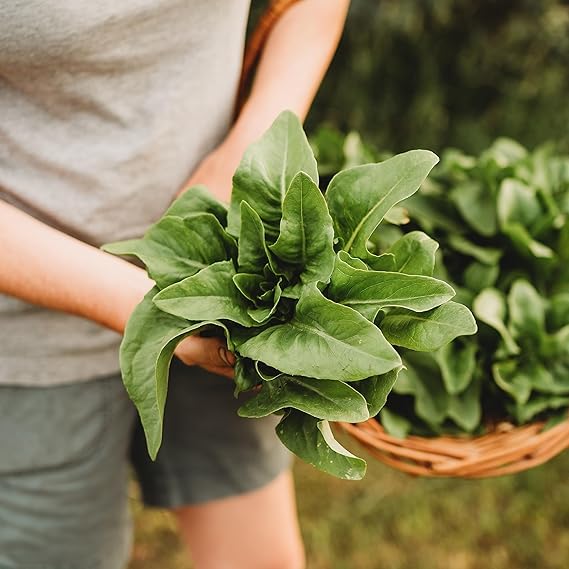 Lettuce Lactuca sativa vegetable seeds for planting in kitchen garden or raised backyard beds