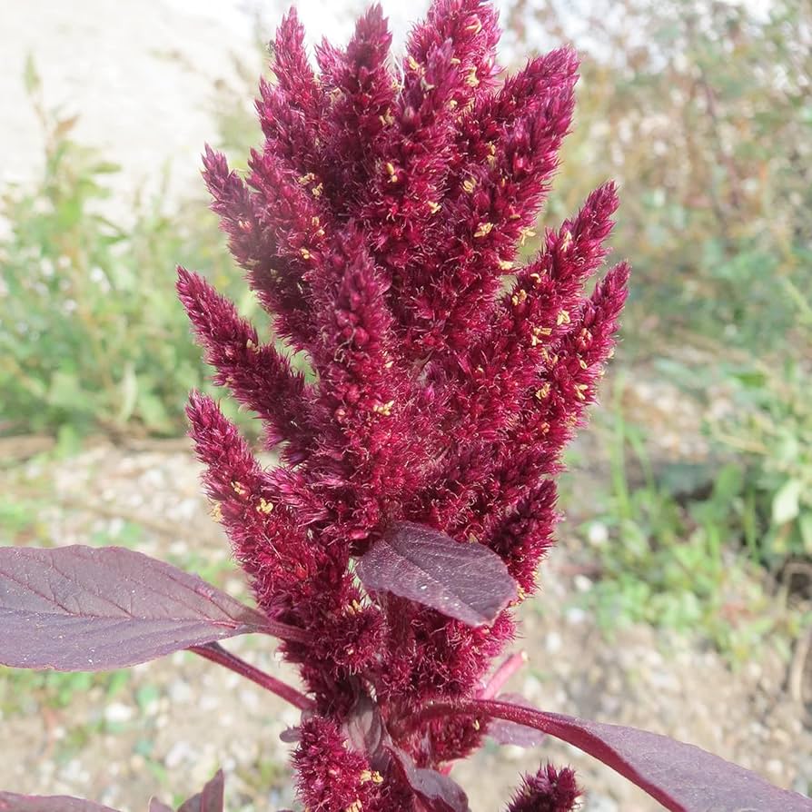 Giant Amaranth Seeds Amaranthus cruentus Orange Variety for Planting in Flower Bed or Garden Border