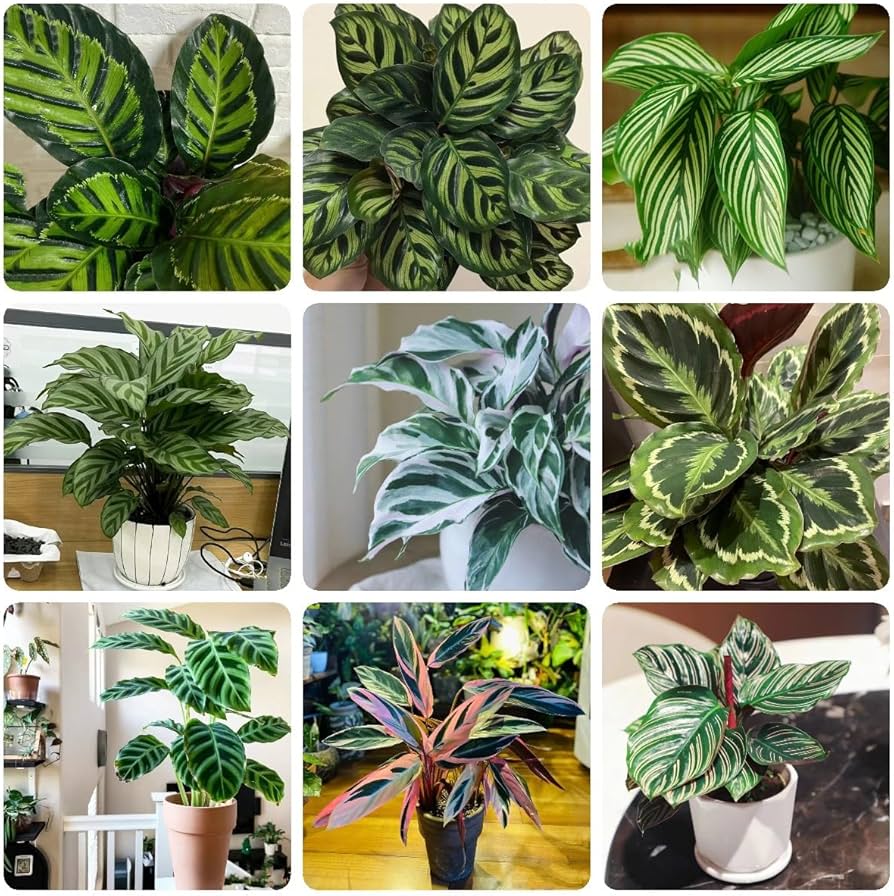 Mixed Calathea Plant Seeds for Planting - Heirloom & Non-GMO Seeds