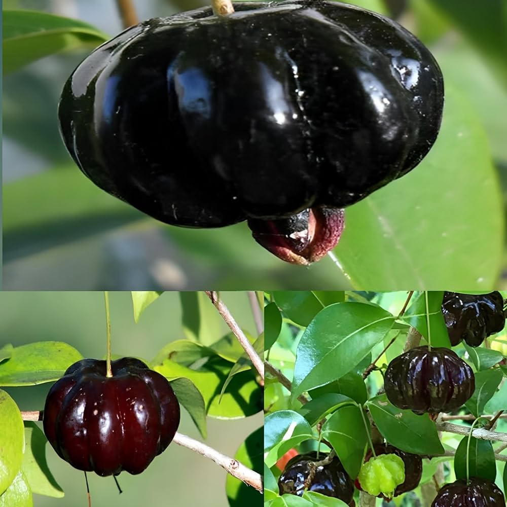 Suriname Cherry Eugenia uniflora Seeds for Planting in Patio Garden and Home Orchard