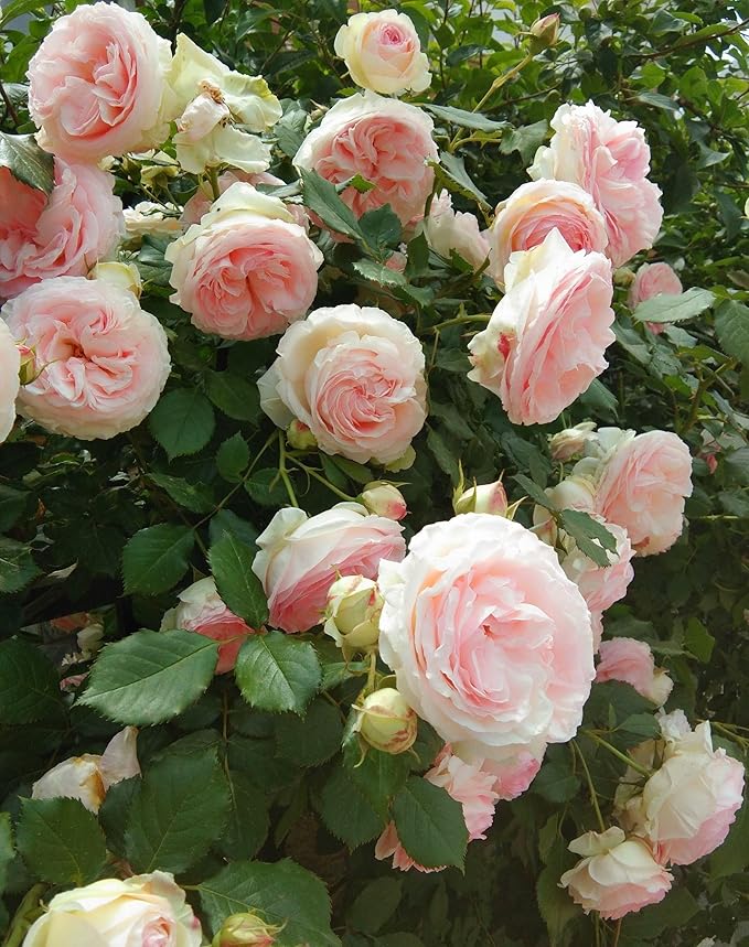 Rose Flower Rosa spp. Seeds for Planting for Flower Bed and Home Garden
