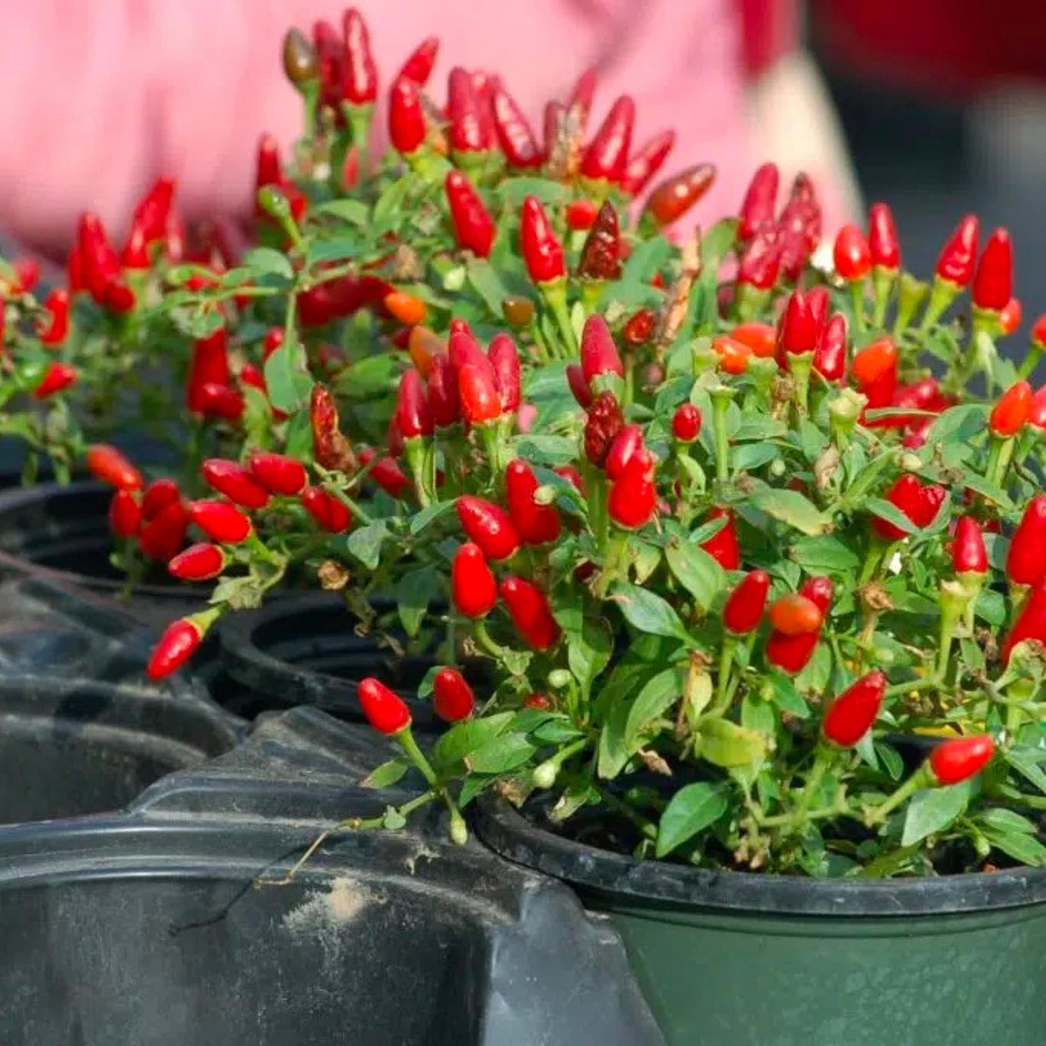 Pepper Capsicum annuum Pequin vegetable seeds for planting in vertical garden or patio containers