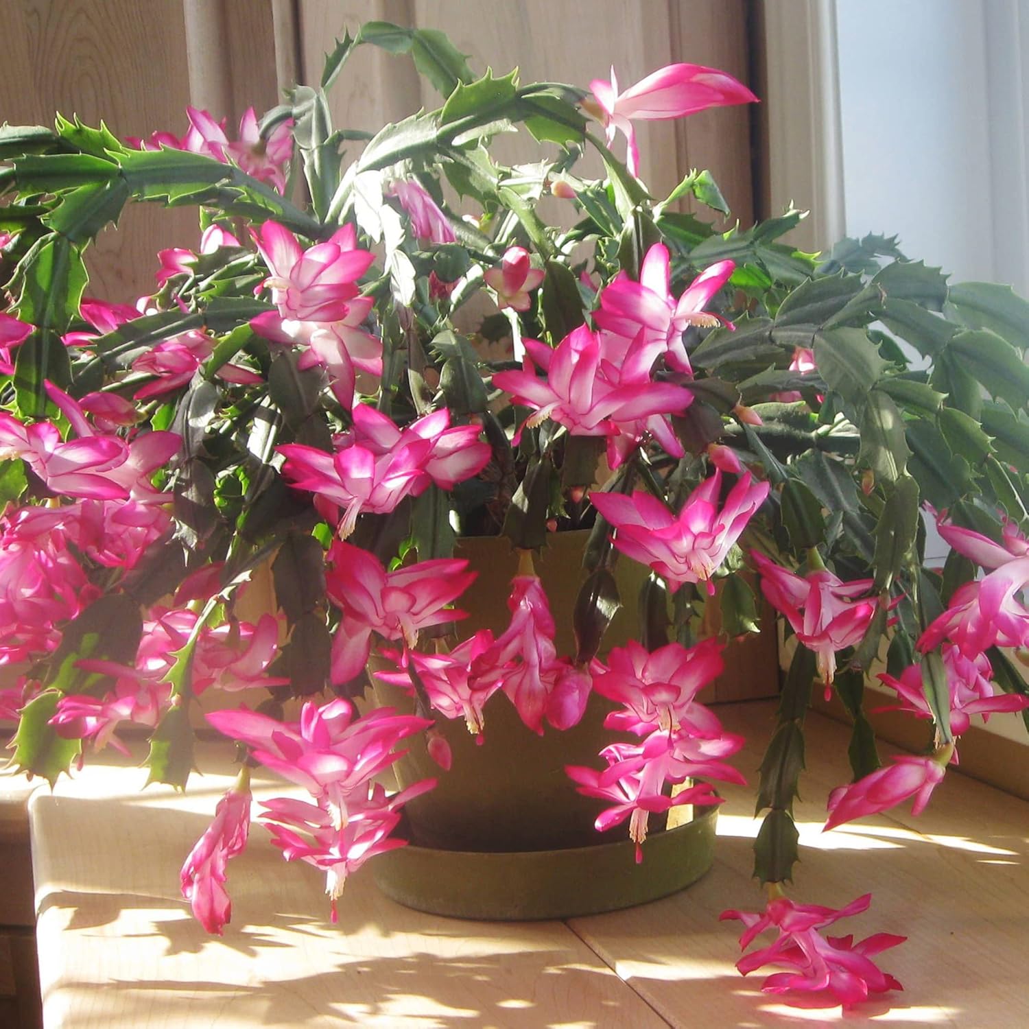 Zygocactus Seeds - Crab Cactus, Christmas Cactus Seeds