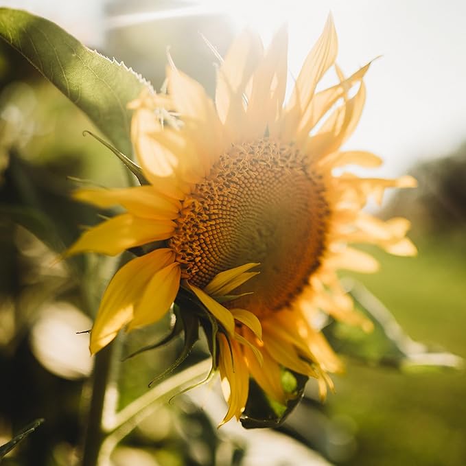 Mars Sunflower Helianthus annuus Seeds for Planting in Flower Bed & Garden