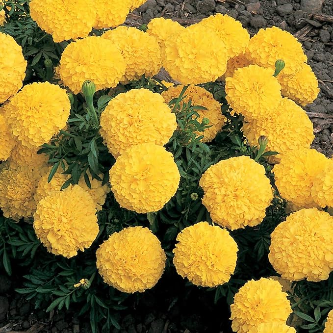 Tagetes Erecta Yellow Aztec Marigold Seeds,