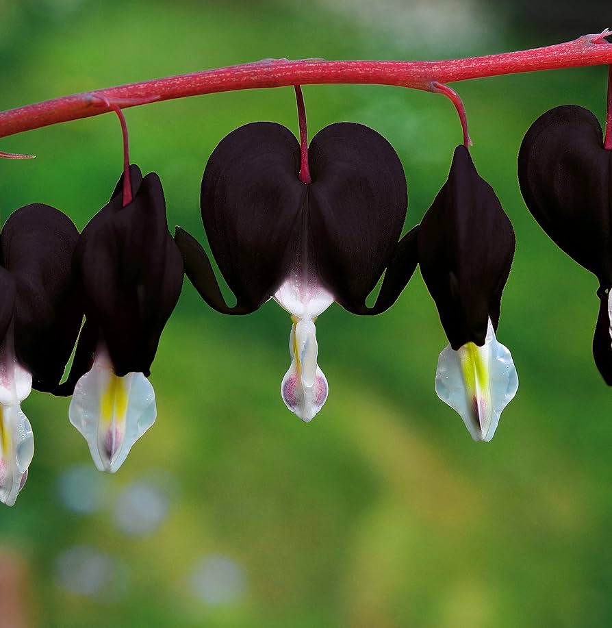 Dicentra Spectabilis Dicentra spectabilis Flower Seeds for Planting in Flower Bed