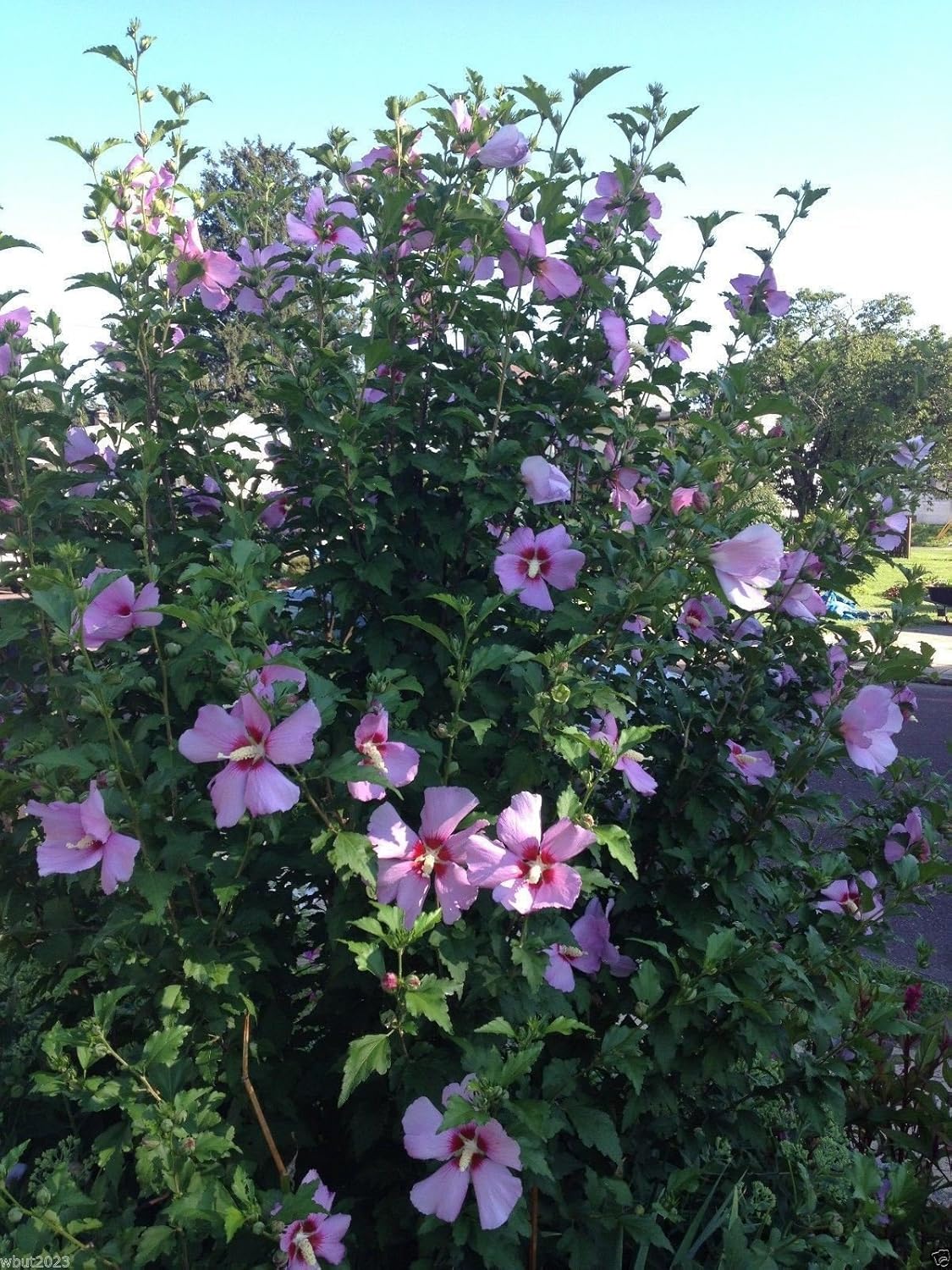 Hibiscus Rose of Sharon Seeds