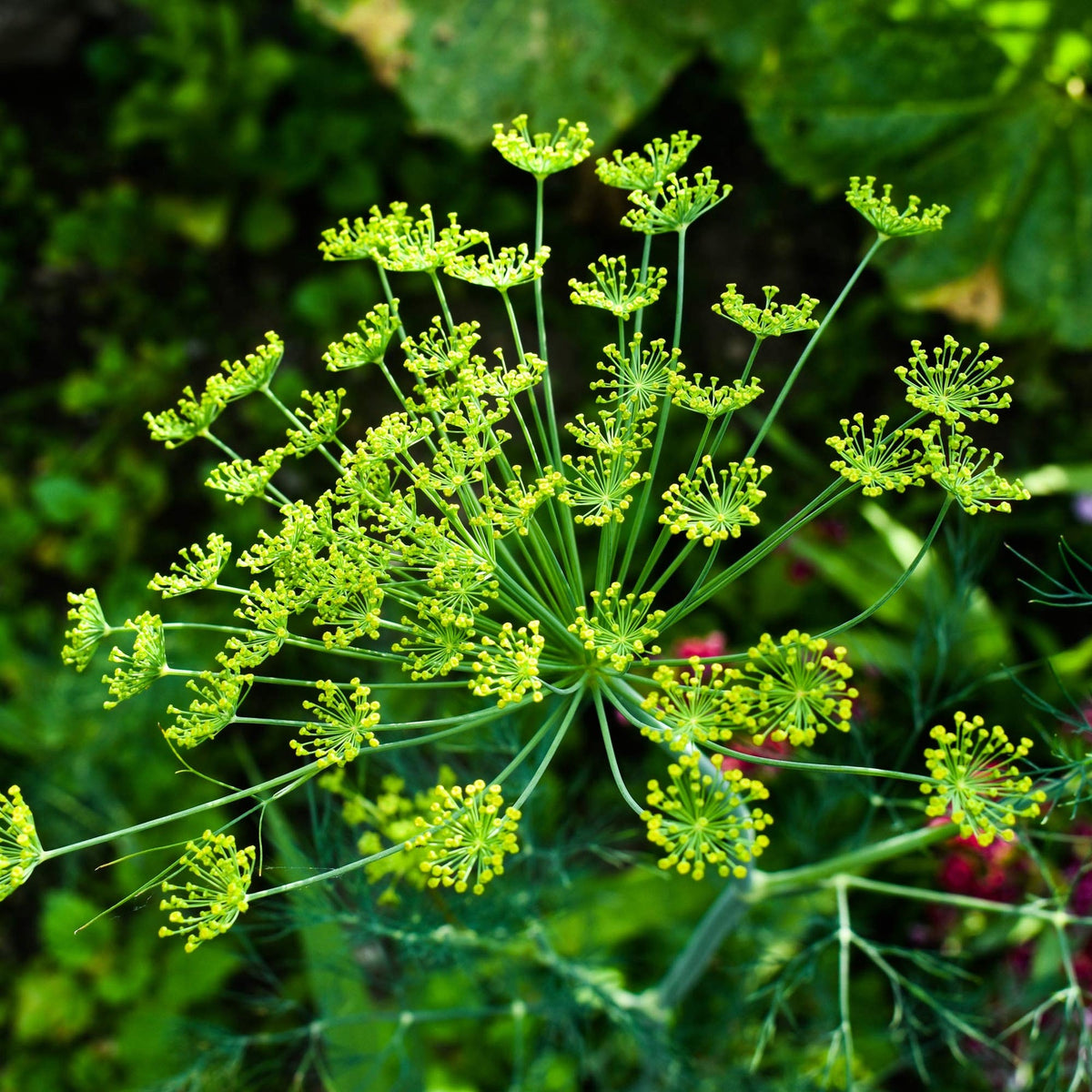 Heirloom Non-GMO Anethum Graveolens Seeds for Planting – Aromatic Green Dill Herb for Culinary and Medicinal Use for planting in your garden.