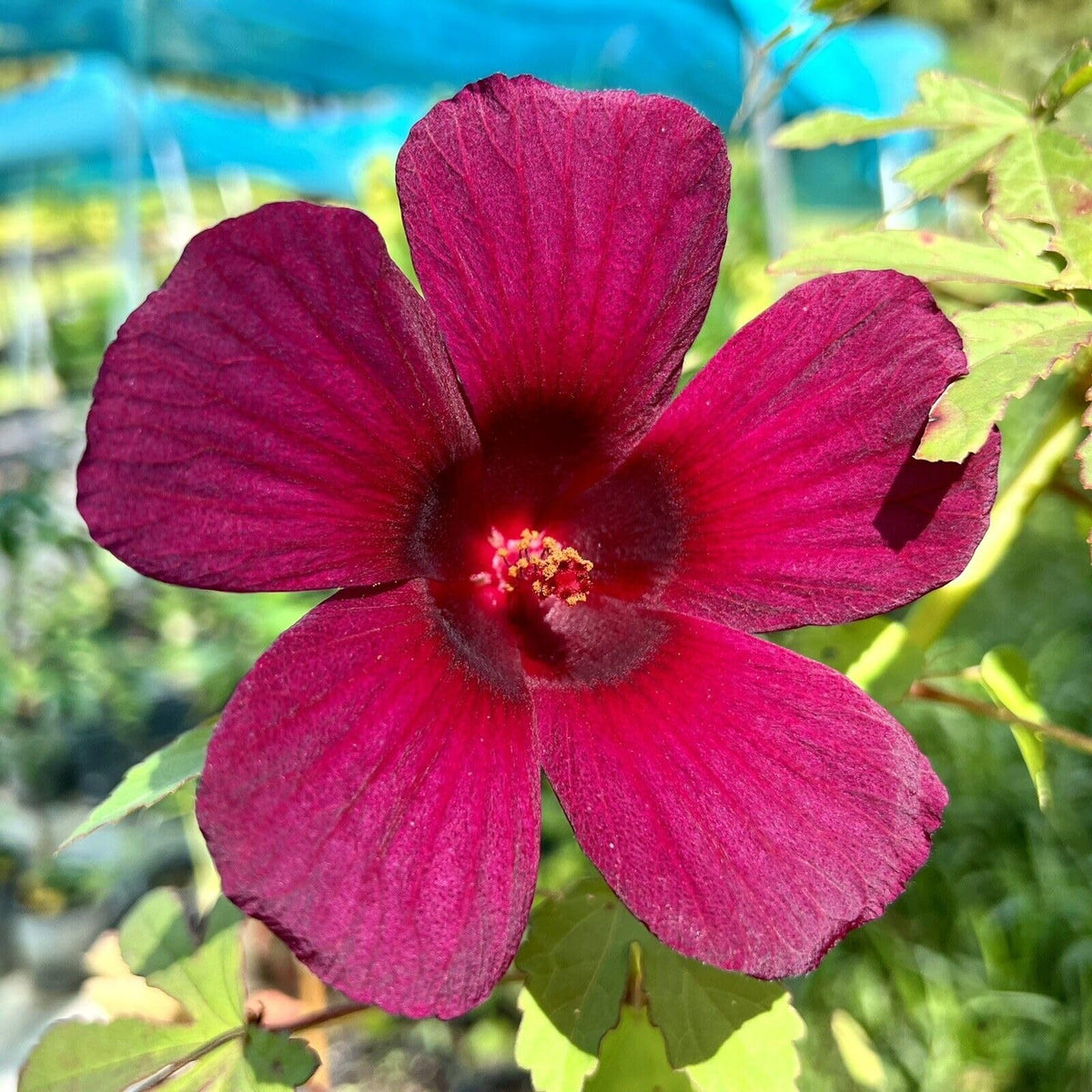 Hibiscus Sabdariffa Roselle Red Flower Seeds