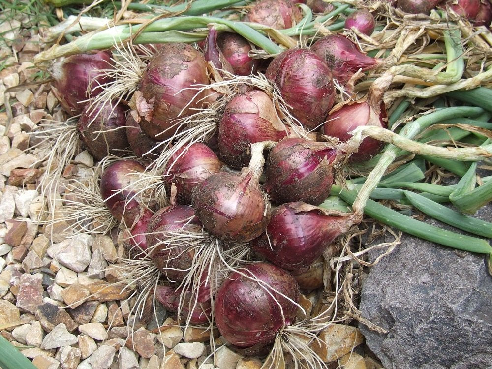 Spring Onion Shallot Allium cepa Seeds for Planting for Vegetable Patch and Home Garden