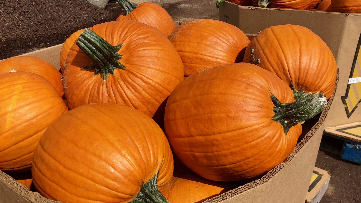Squash Cucurbita maxima Vegetable Seeds for Planting in Kitchen Garden