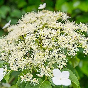 Climbing Hydrangea Hydrangea anomala for planting in garden