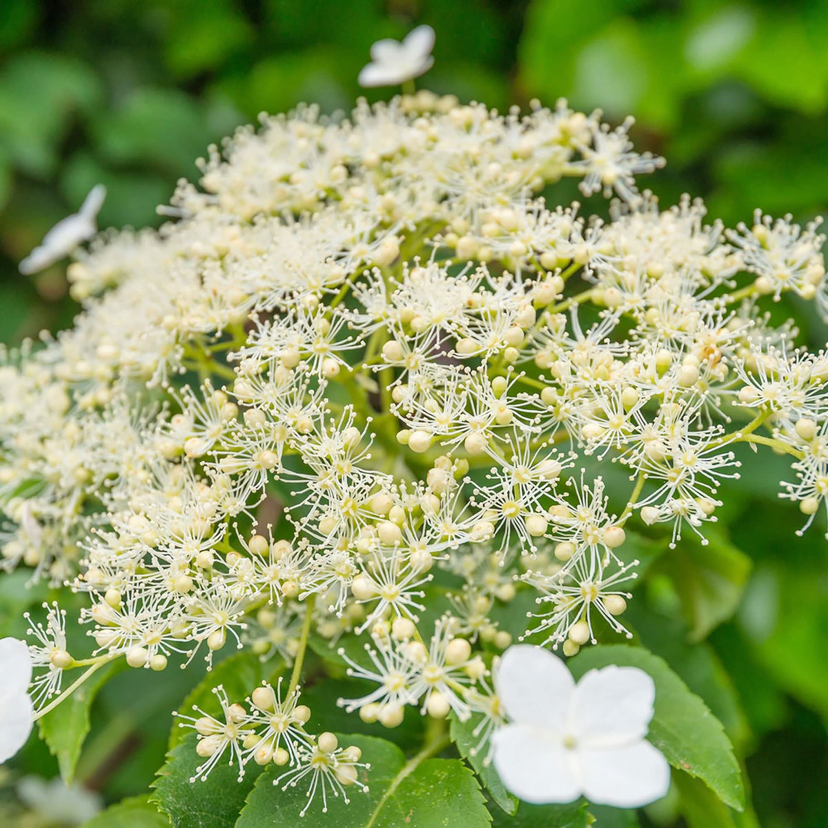 Climbing Hydrangea Anomala Flower Seeds for backyard gardening and vertical garden planting