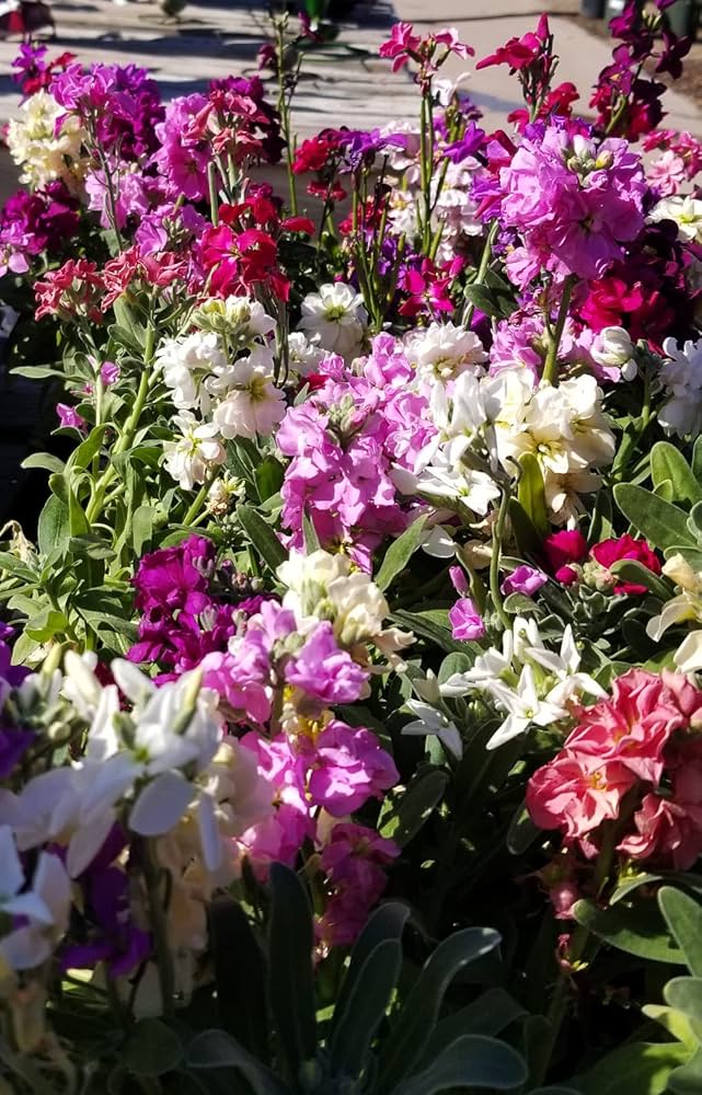 Purple & White Matthiola Incana Seeds – Elegant Flower Seeds for Planting